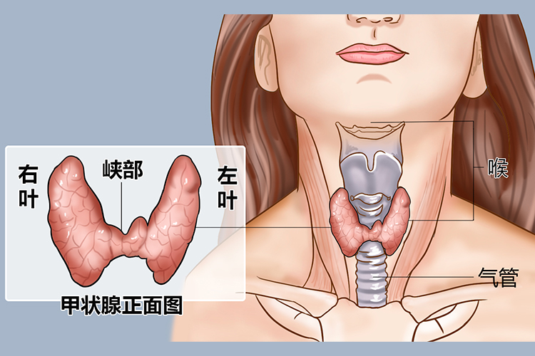 甲状腺图
