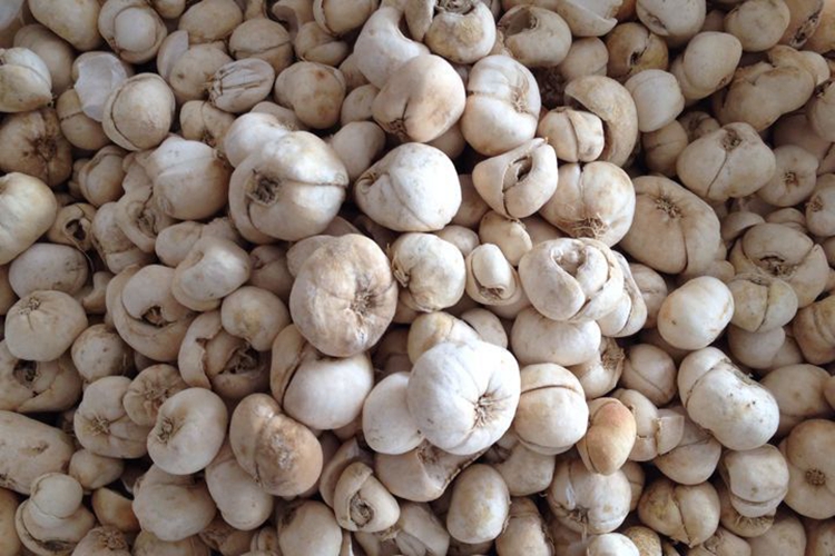 珠贝药材图 珠贝药材图