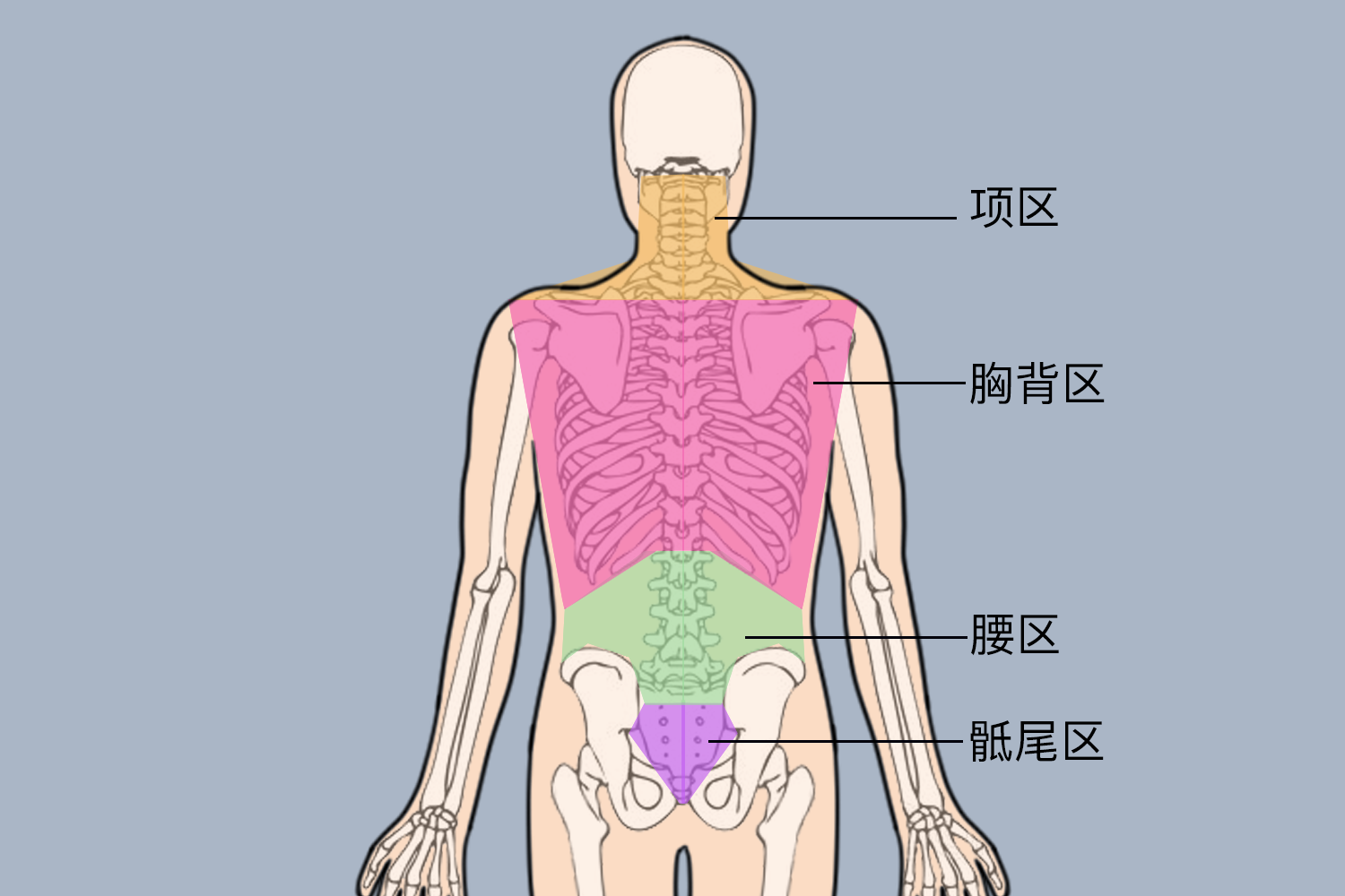 人体腰的位置图片图片