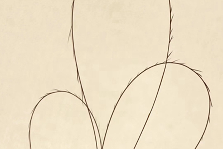 头发分叉像羽毛一样图