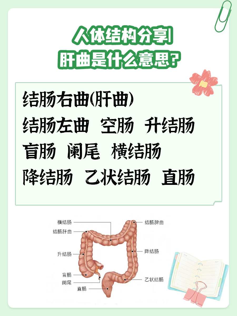 人体结构分享｜肝曲是什么意思？