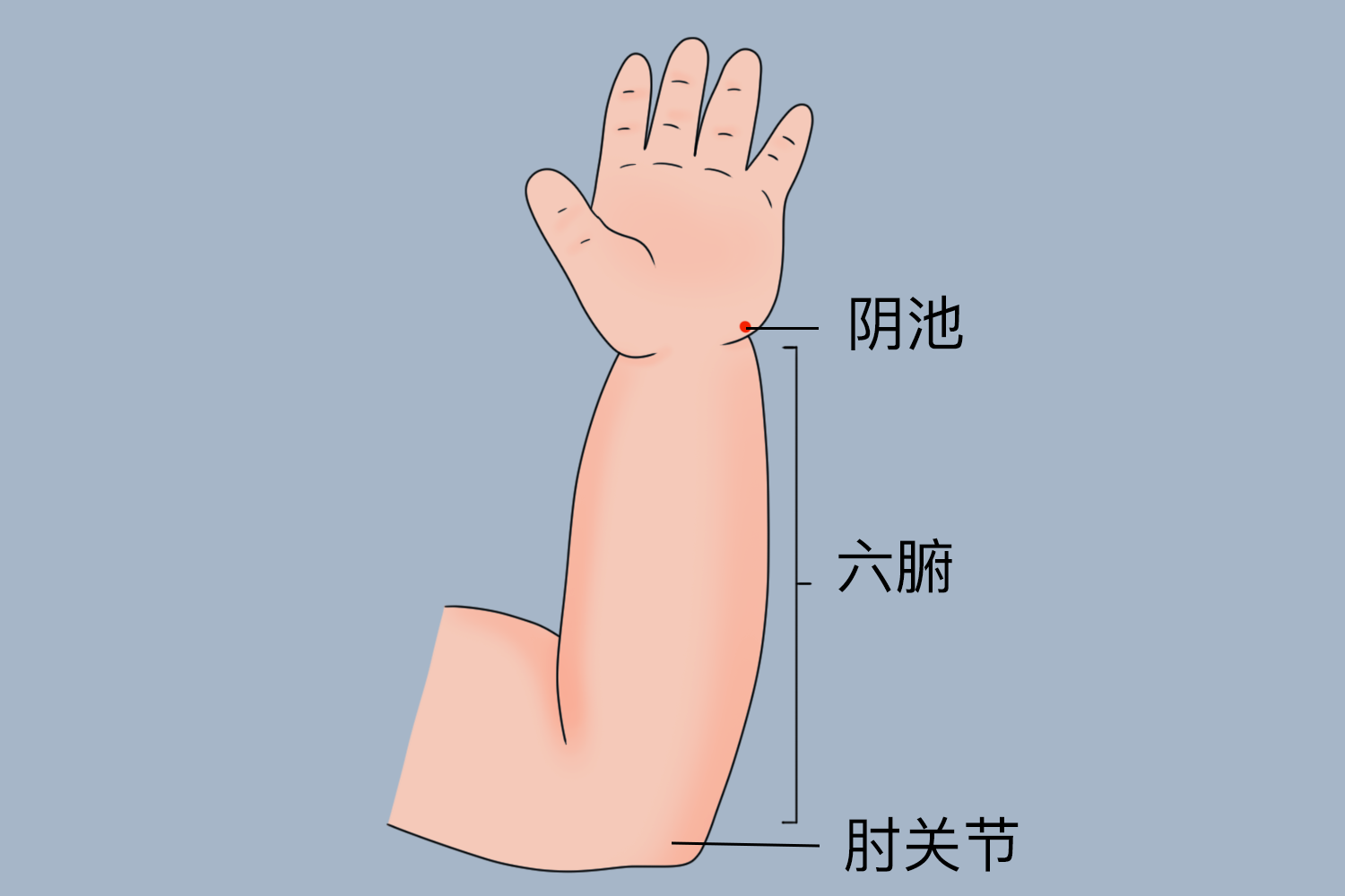 六腑位置图 六腑位置图