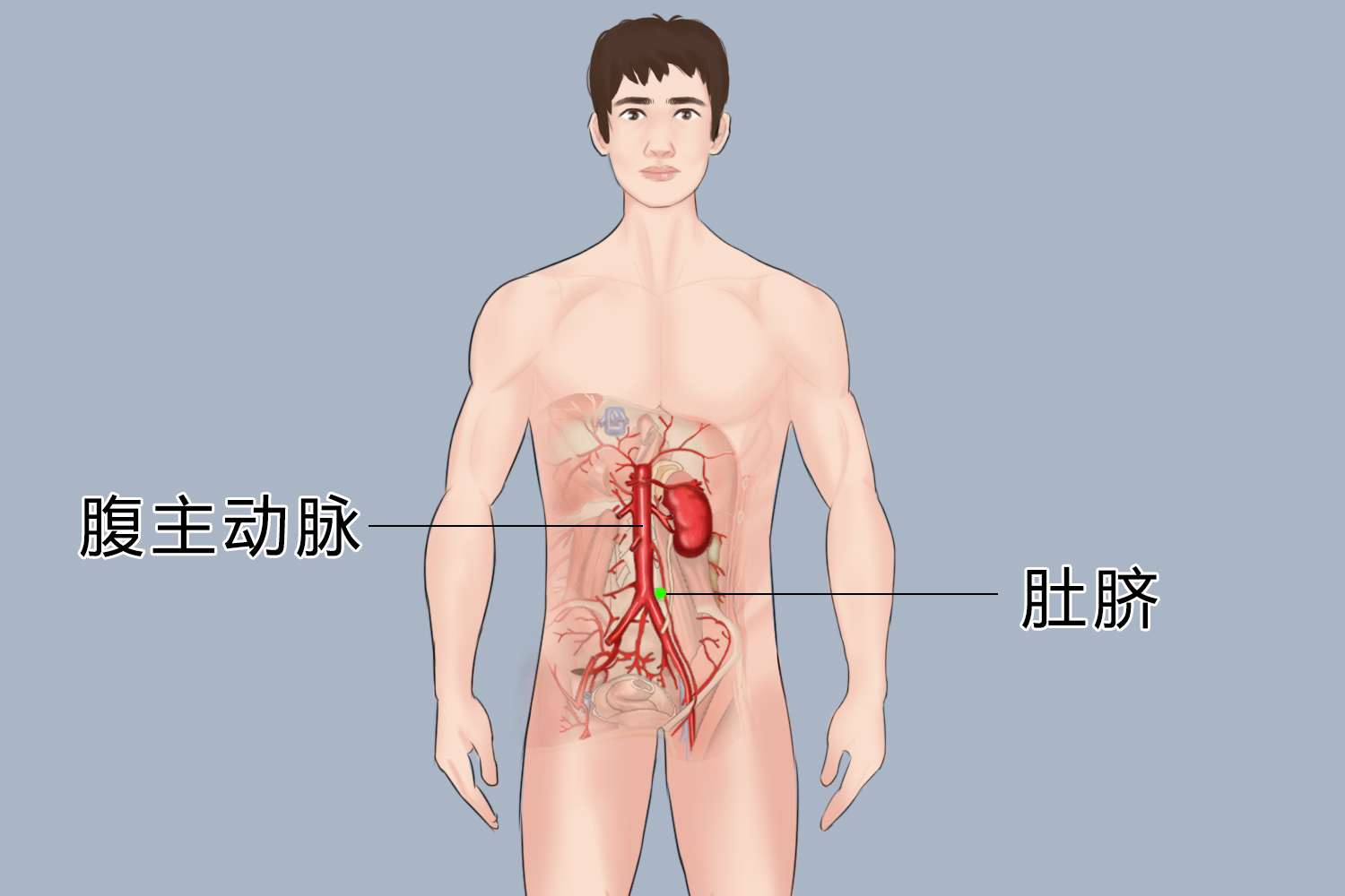 腹主动脉与肚脐位置关系图