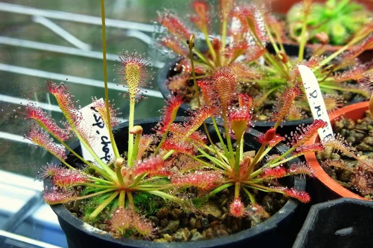 过饥草植株图