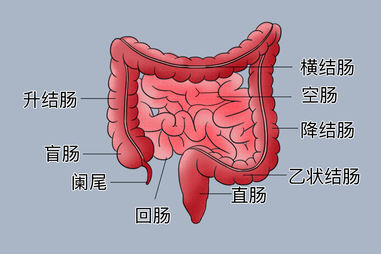大肠结构图
