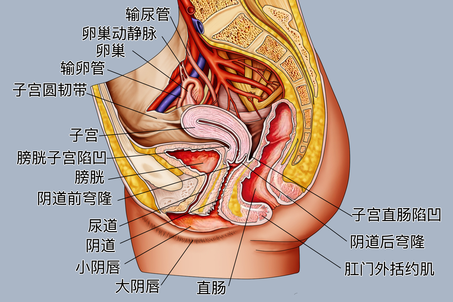 .女性盆腔侧面结构图 .女性盆腔侧面结构图