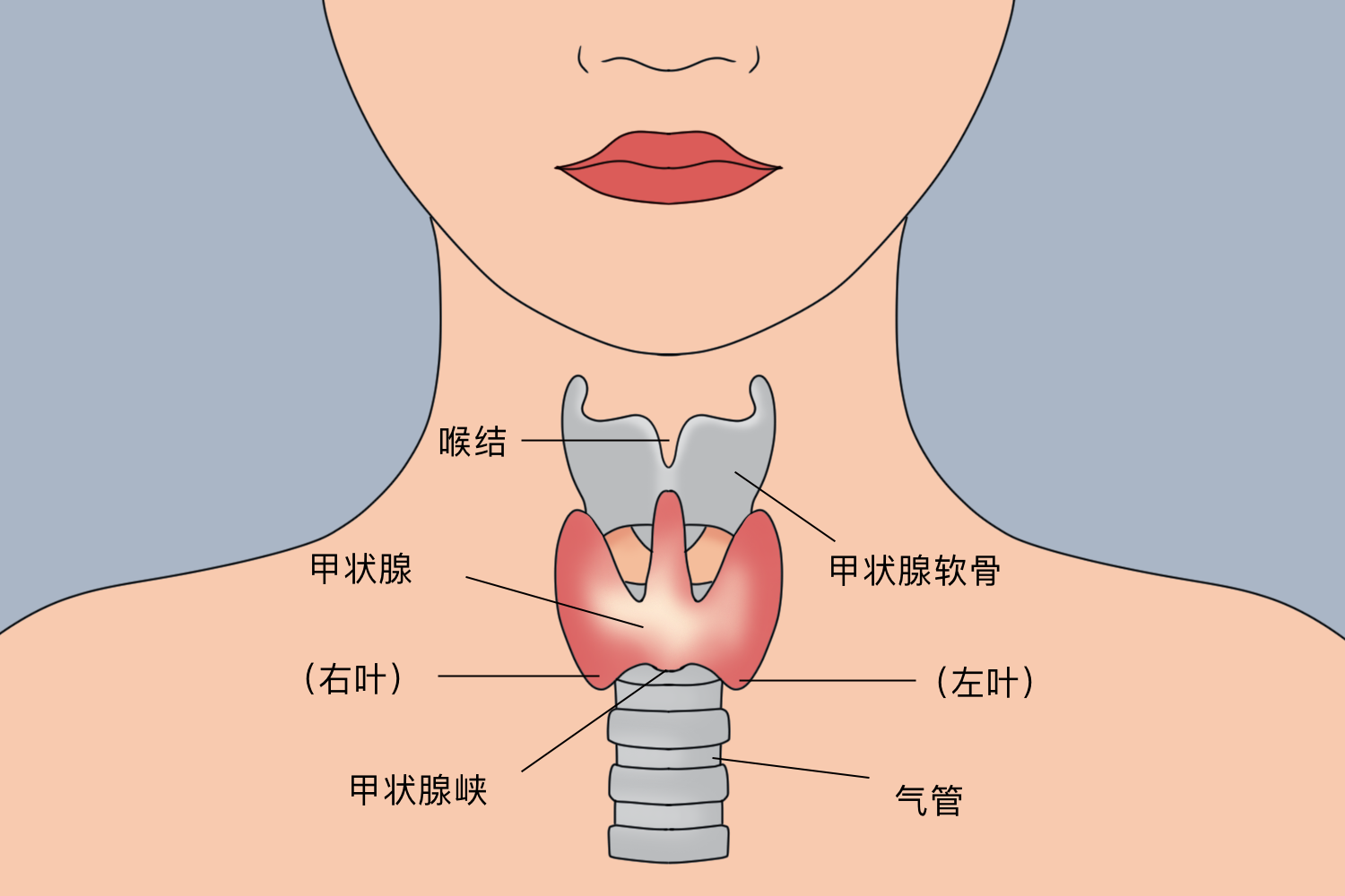 甲状腺峡部位置图图片