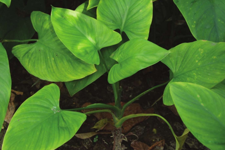 千年健植株图 千年健植株图