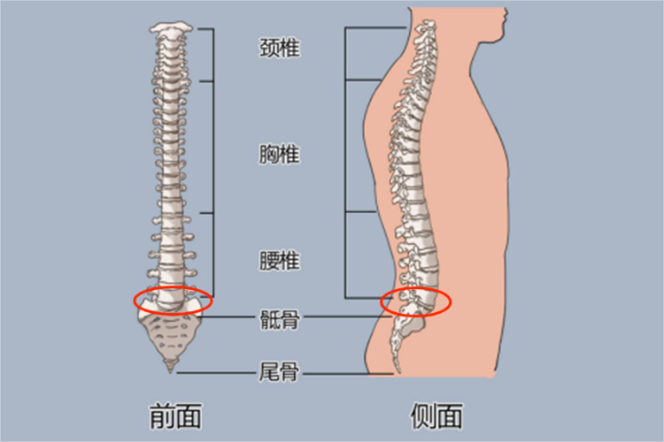 腰5骶1构造图