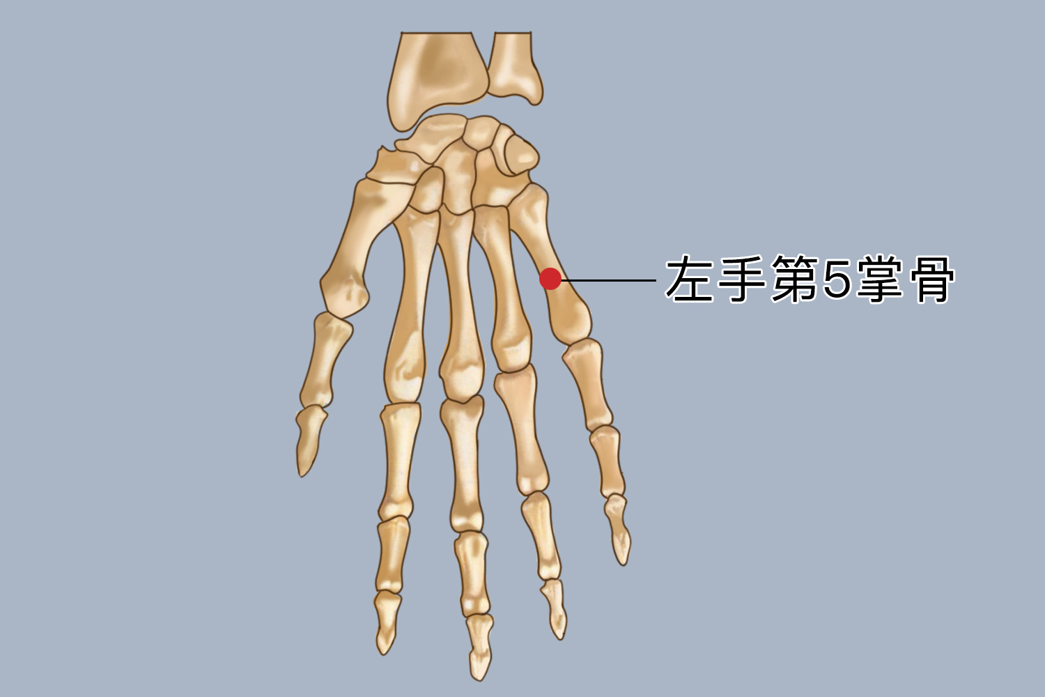 左手第五掌骨位置图