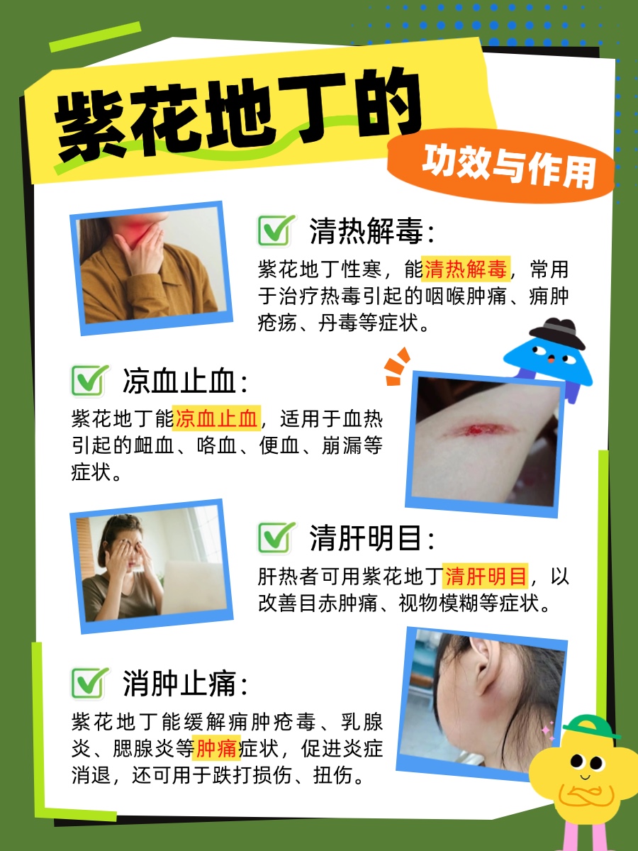 【中药小课堂】紫花地丁的功效与作用