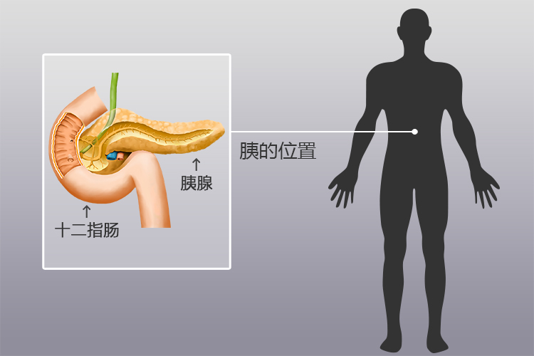 胰腺位置图
