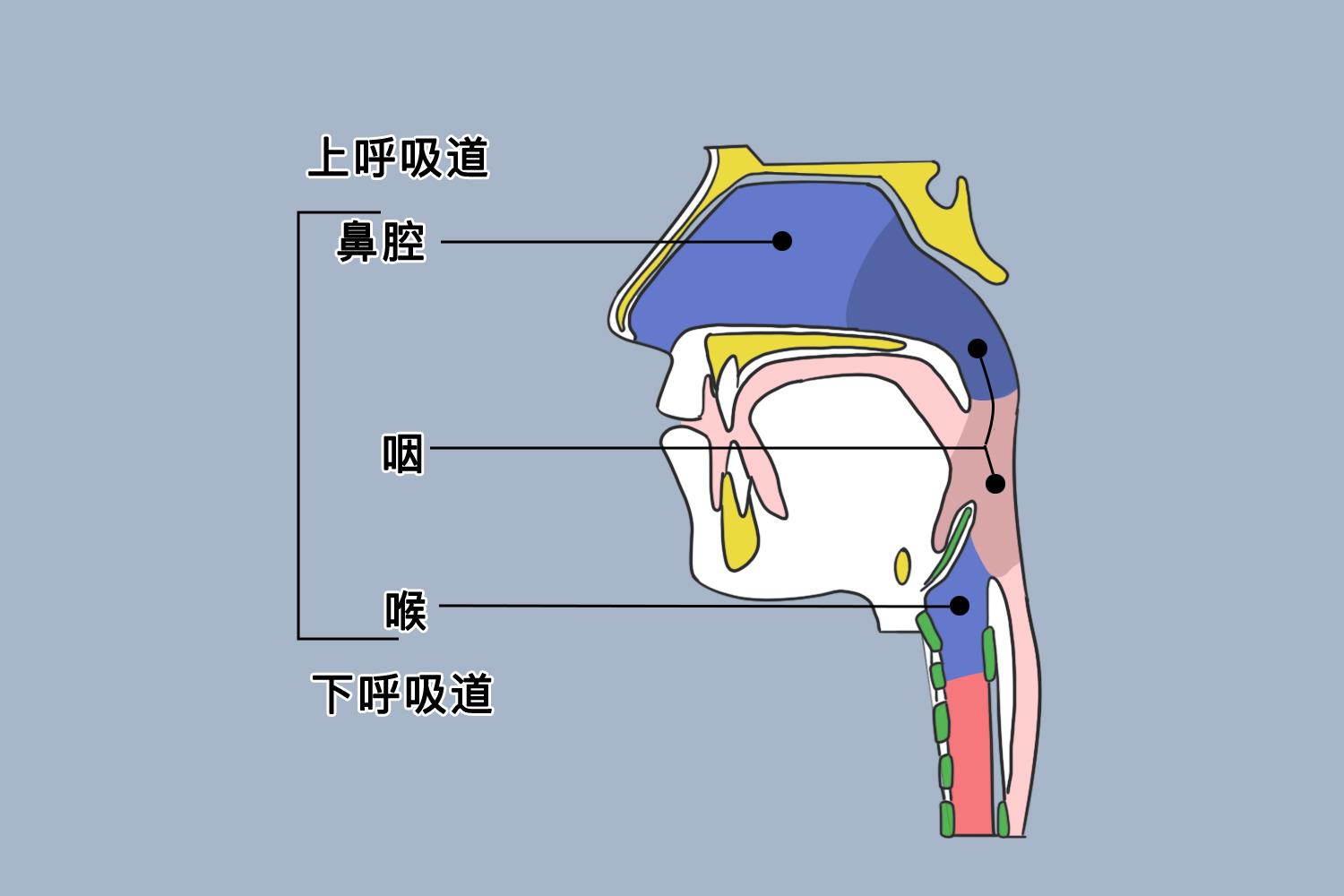 咽部结构图正面图片