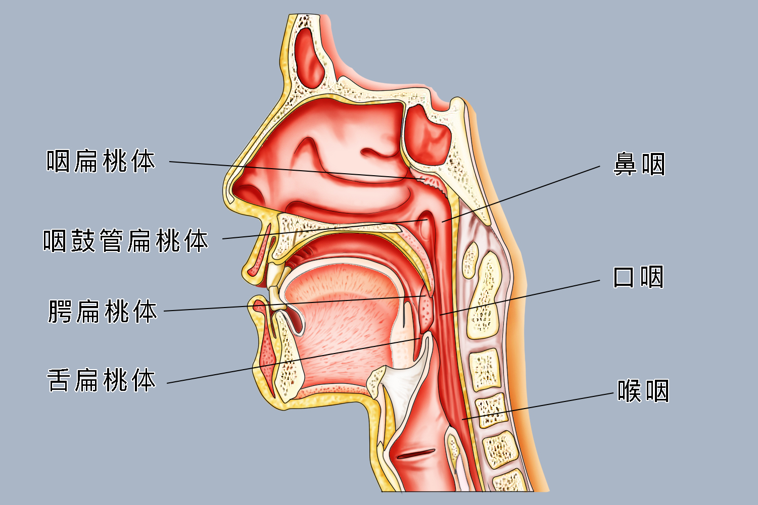 正常口腔扁桃体图片图片