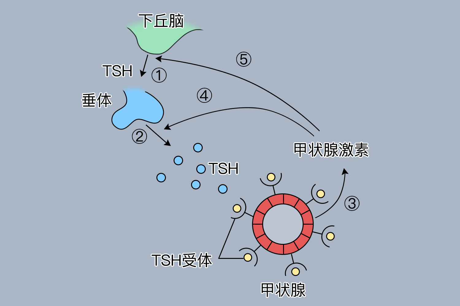 甲状腺激素分泌过程图 甲状腺激素分泌过程图