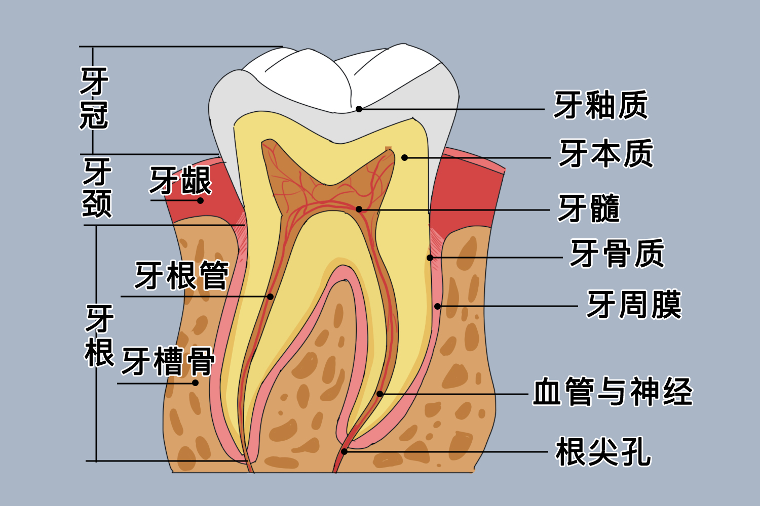 下颌中切牙素描图图片