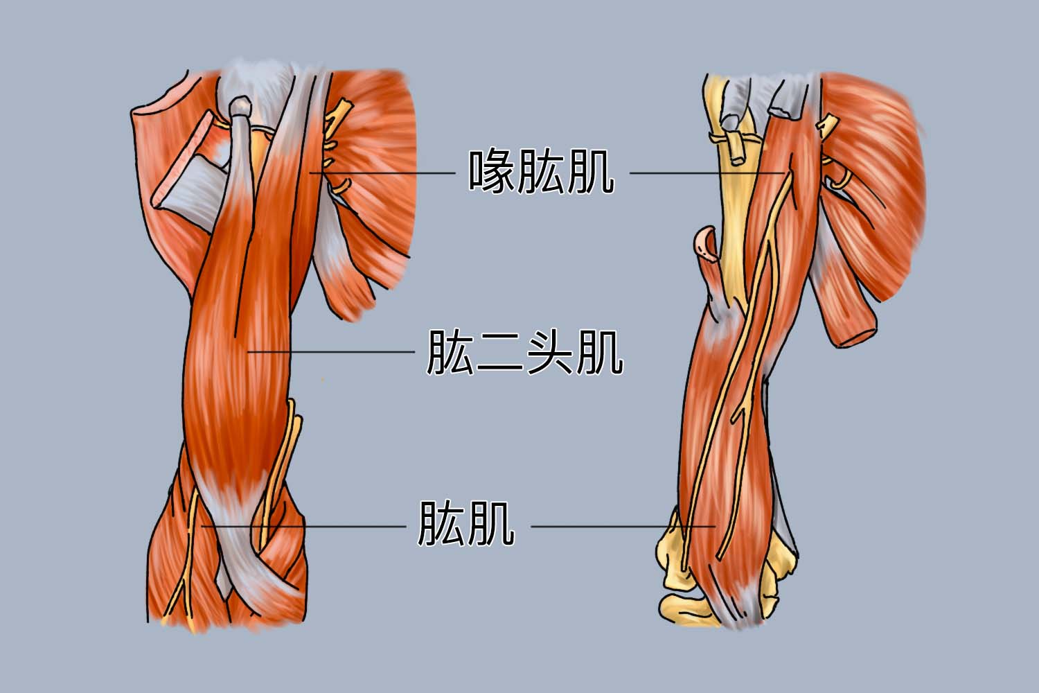 上臂前群肌肉位置图