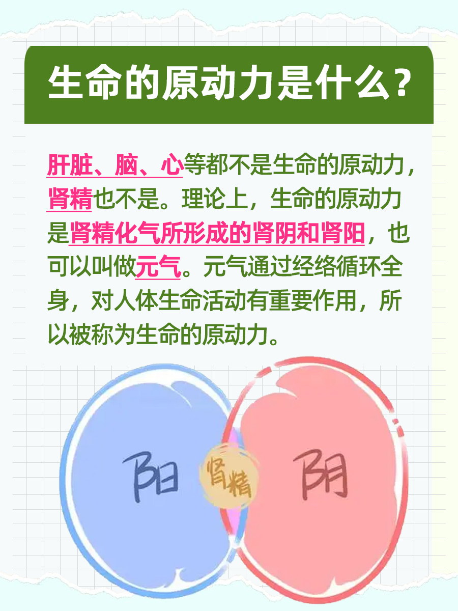 生命的原动力是什么？肝脏/脑/心/肾精？