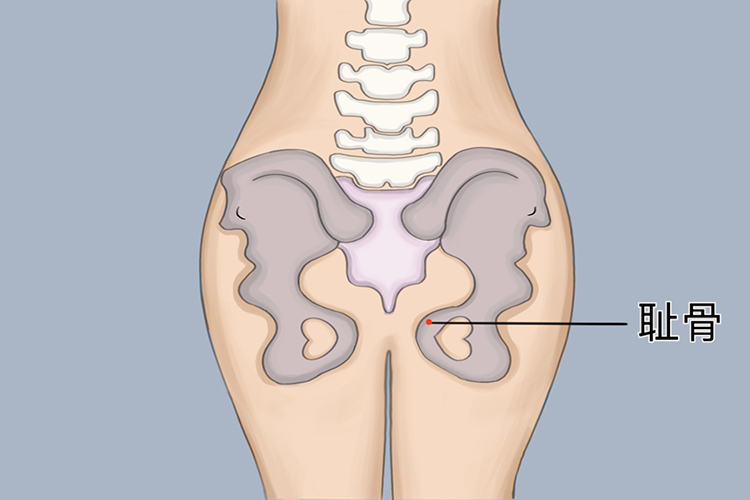 孕妇耻骨位置图