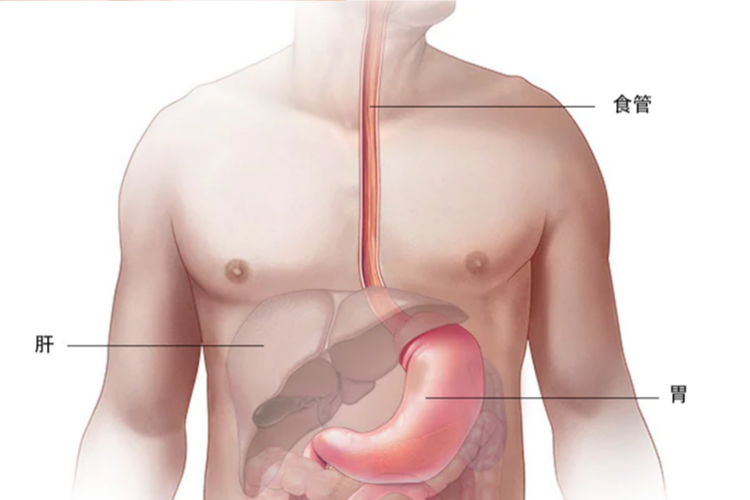 食道位置图
