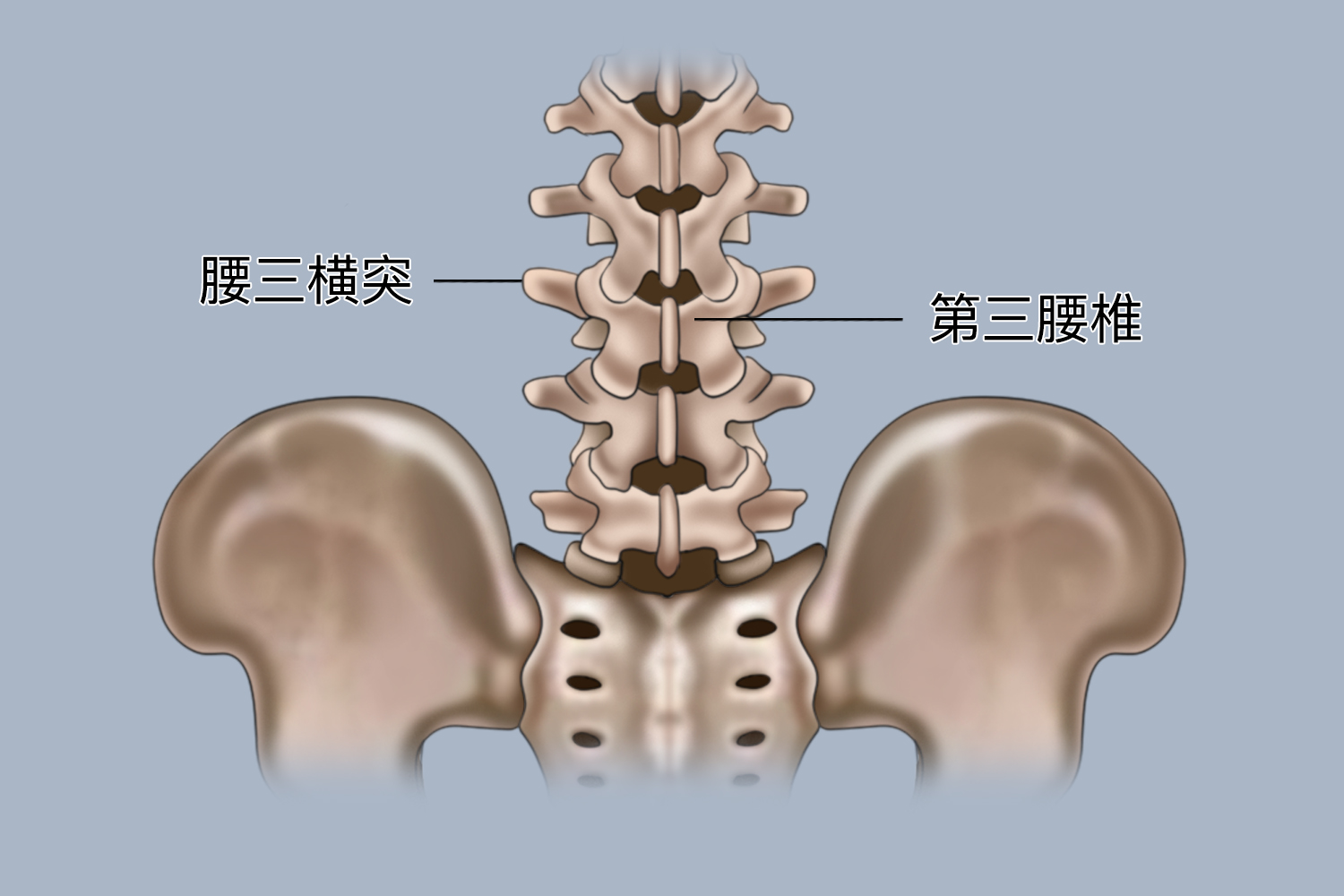 腰三横突位置图