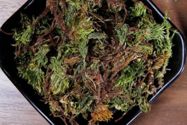 顶天柱药材图 顶天柱药材图