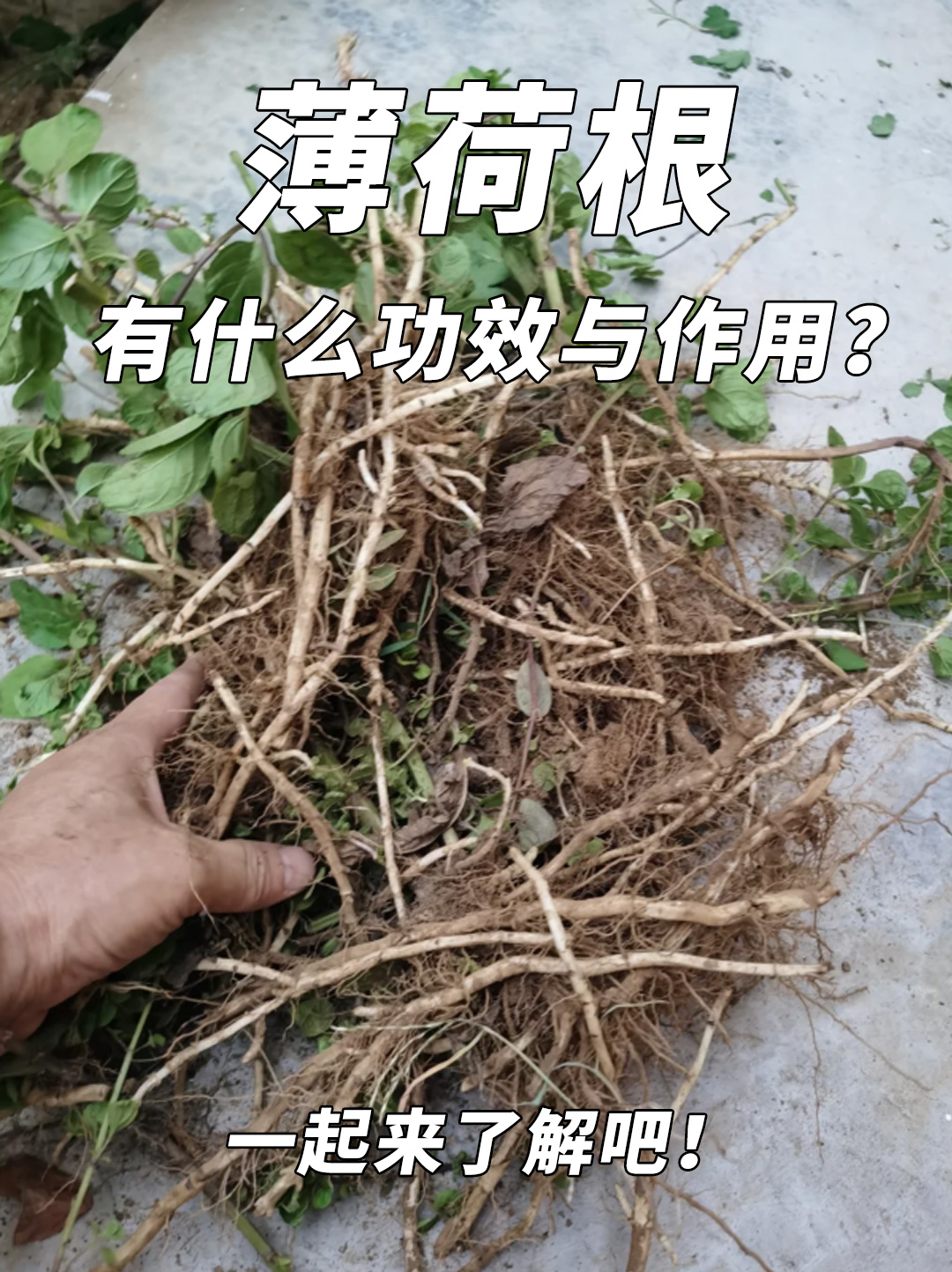 薄荷根有什么功效与作用？一起来了解吧！