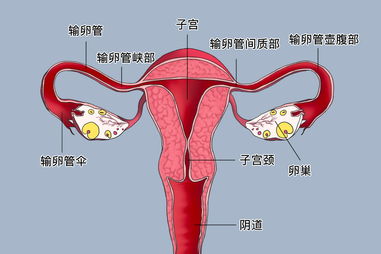 健康子宫形态图