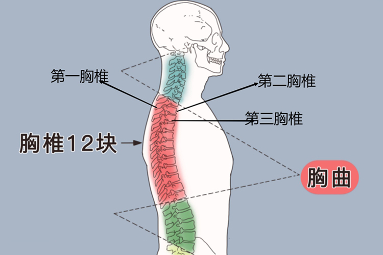 胸椎的结构图和名称图片