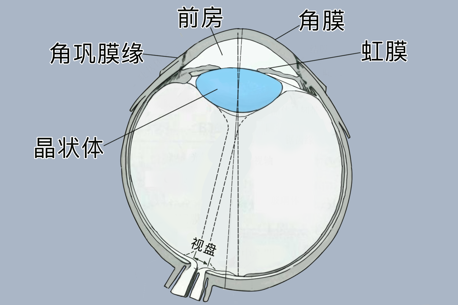 眼睛前房是哪里图解图片