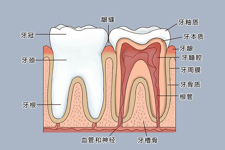 牙根图