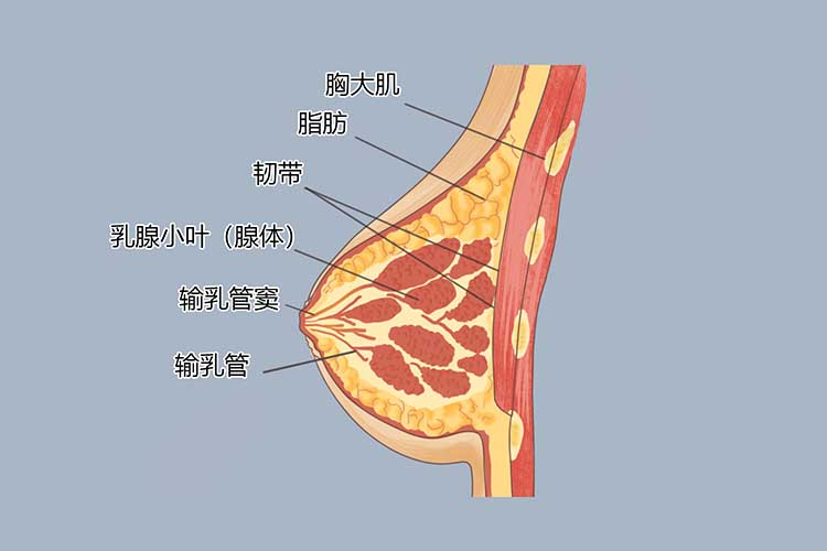 女性乳腺图