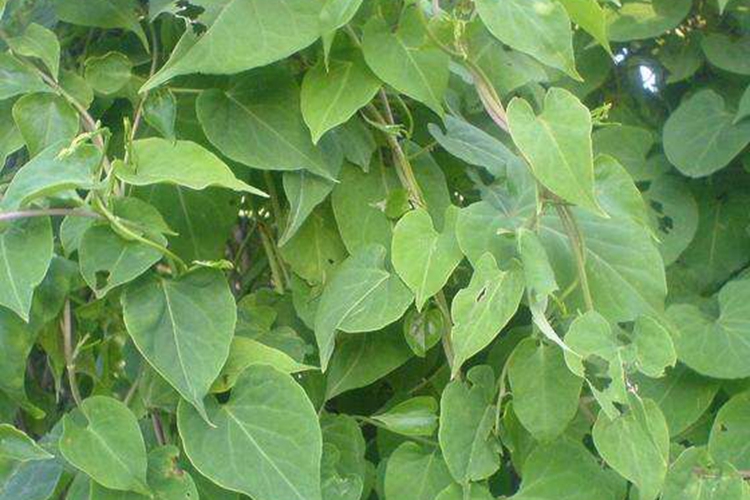 首乌滕原植株图 首乌滕原植株图