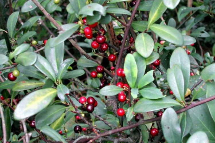 盐酸鸡草植株外观图 盐酸鸡草植株外观图