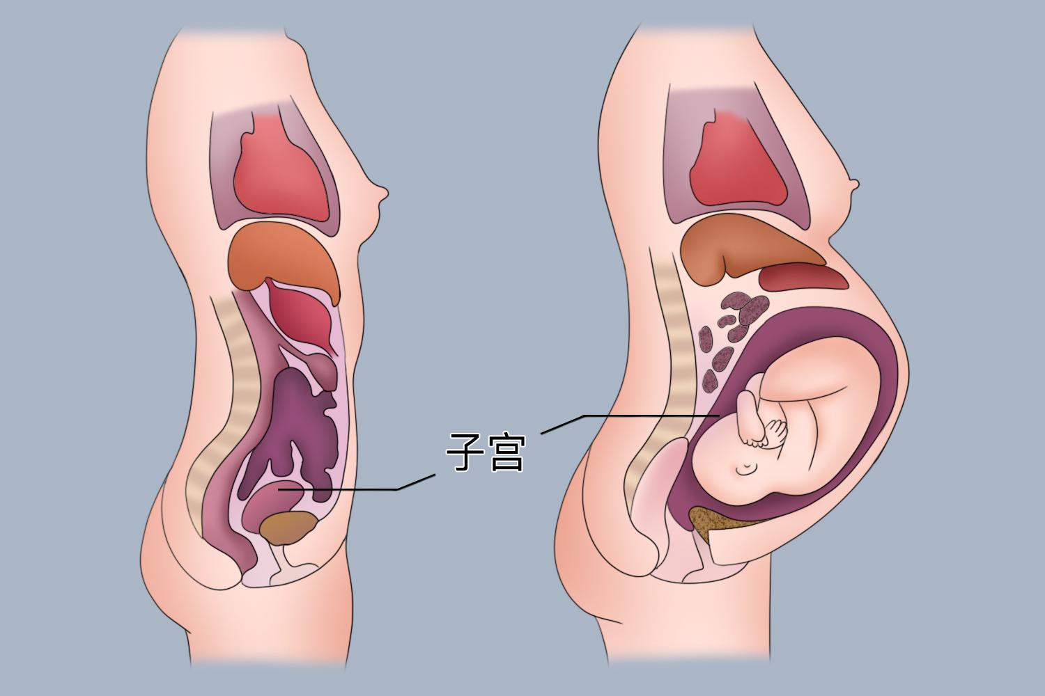 怀孕和没怀孕子宫区别图