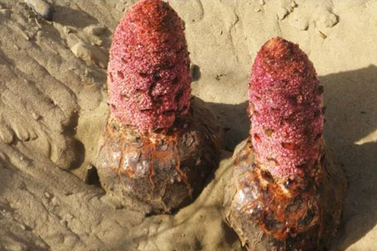 锁阳植株图 锁阳植株图