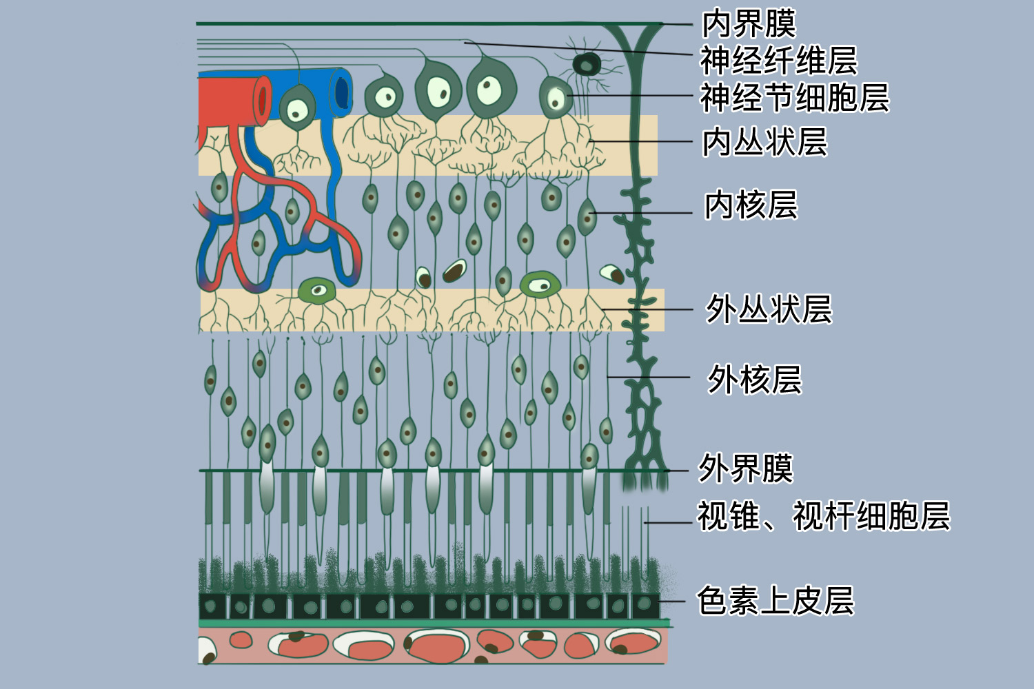 视网膜解剖结构图