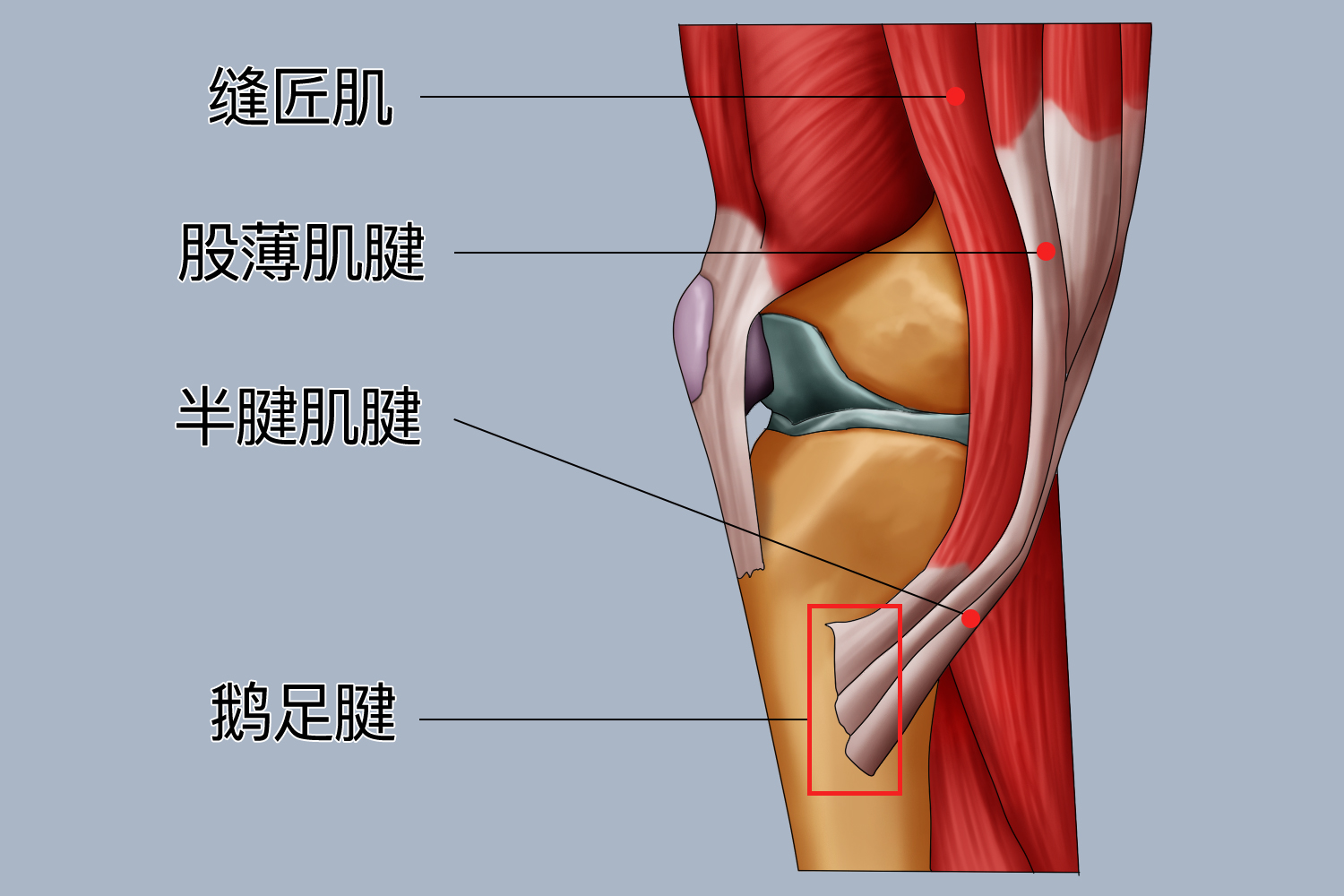 右下肢鹅足腱解剖图