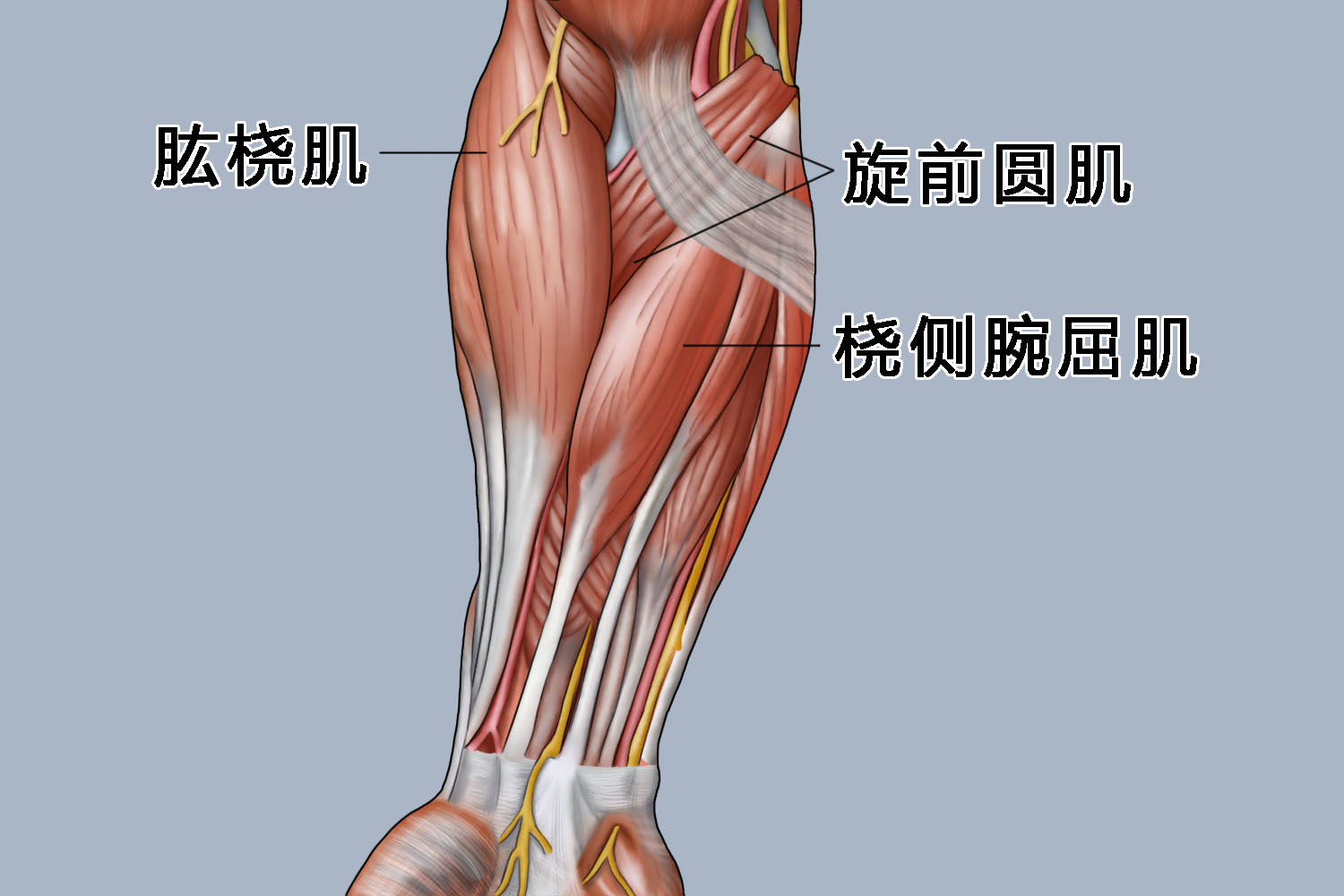 肱桡肌图