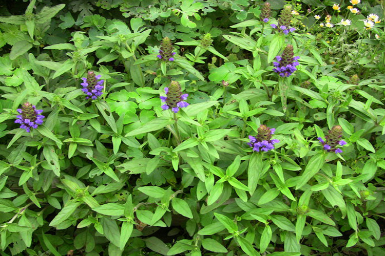 夏枯草植株图片