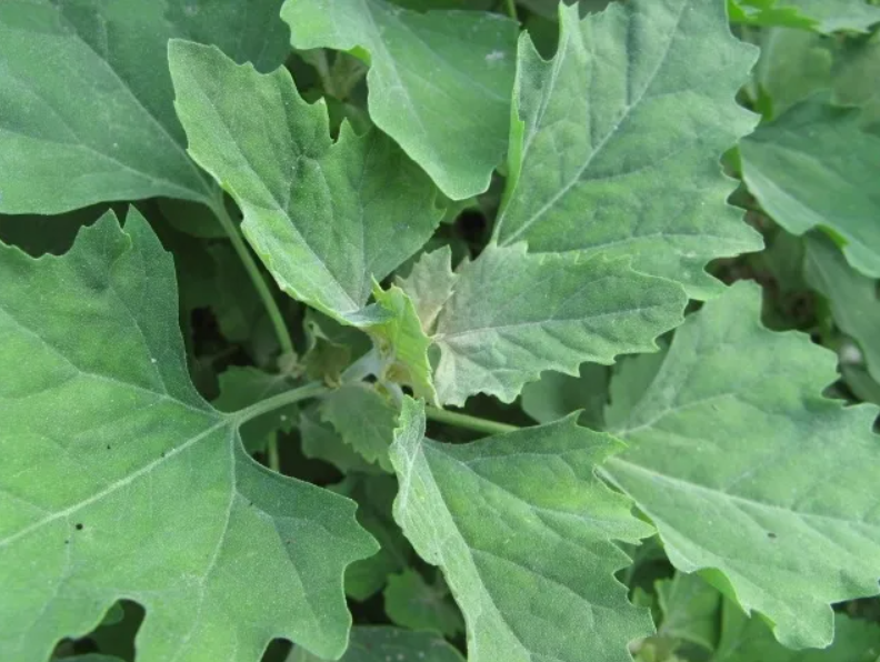 灰灰菜植株图 灰灰菜植株图