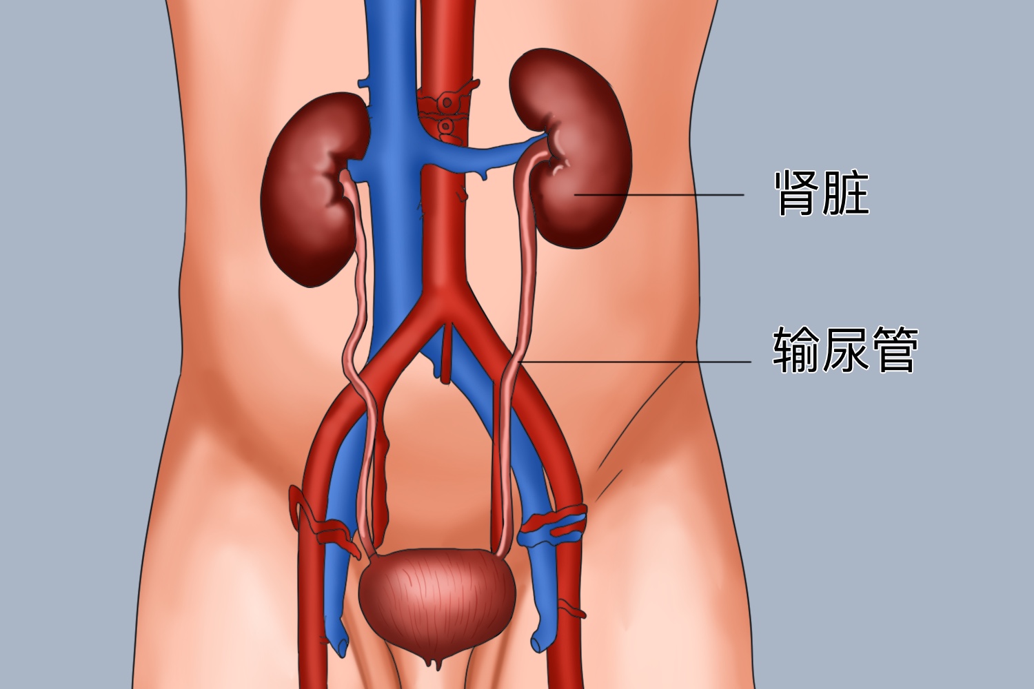 左侧输尿管位置图