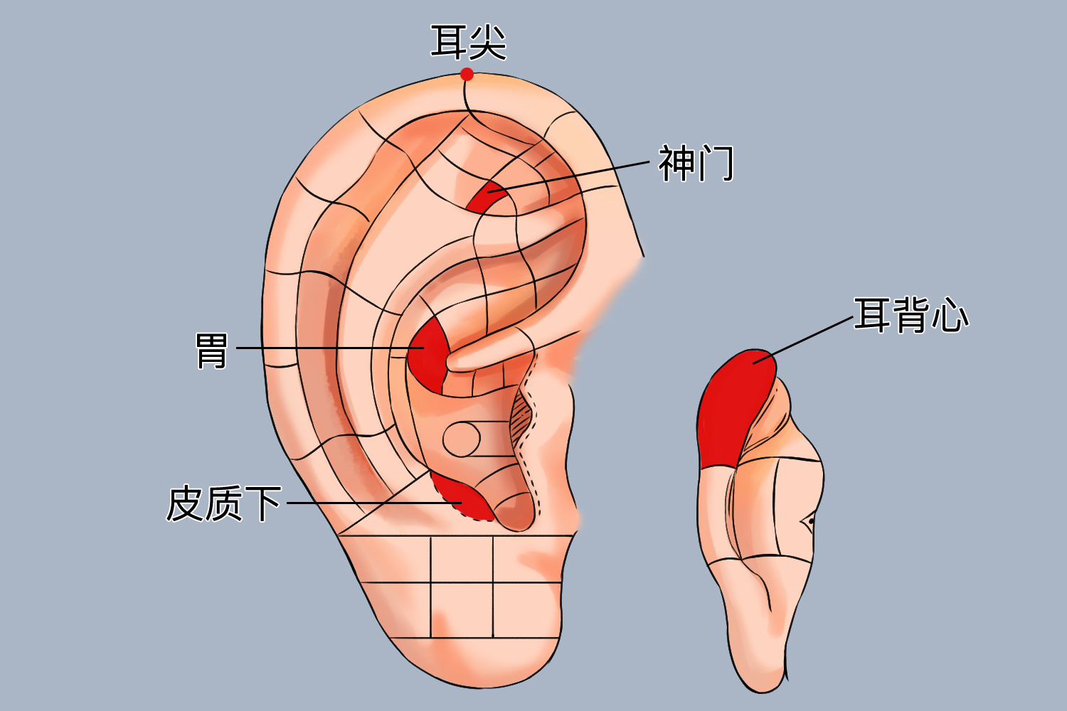耳部穴位图 耳部穴位图