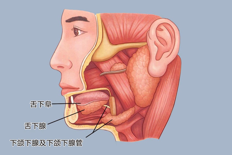 下颌下腺形态与位置图