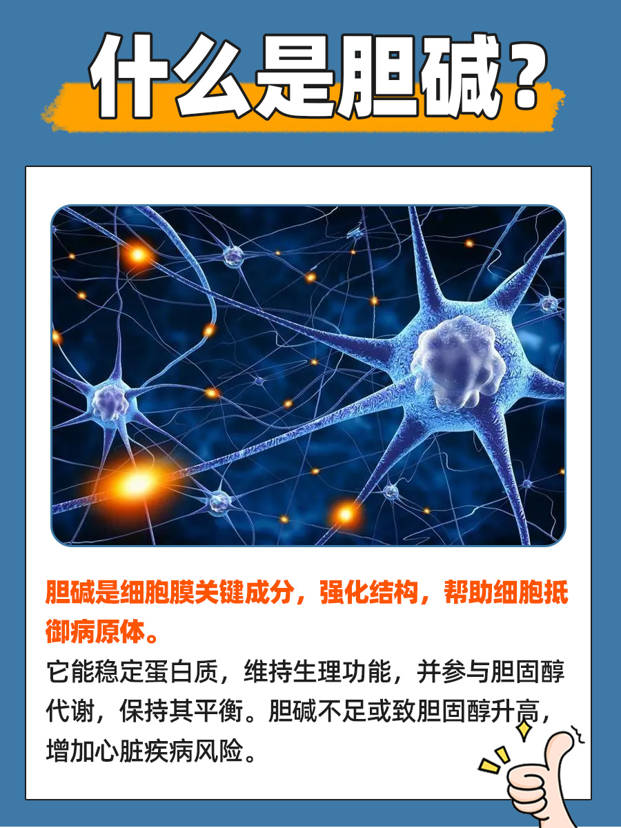 什么是胆碱？医生让你快速了解