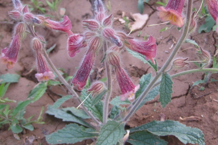 野生地黄植株图