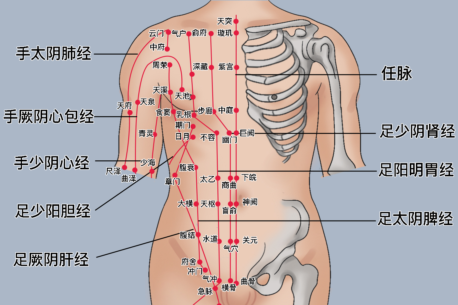 乳房上的9条经络位置图