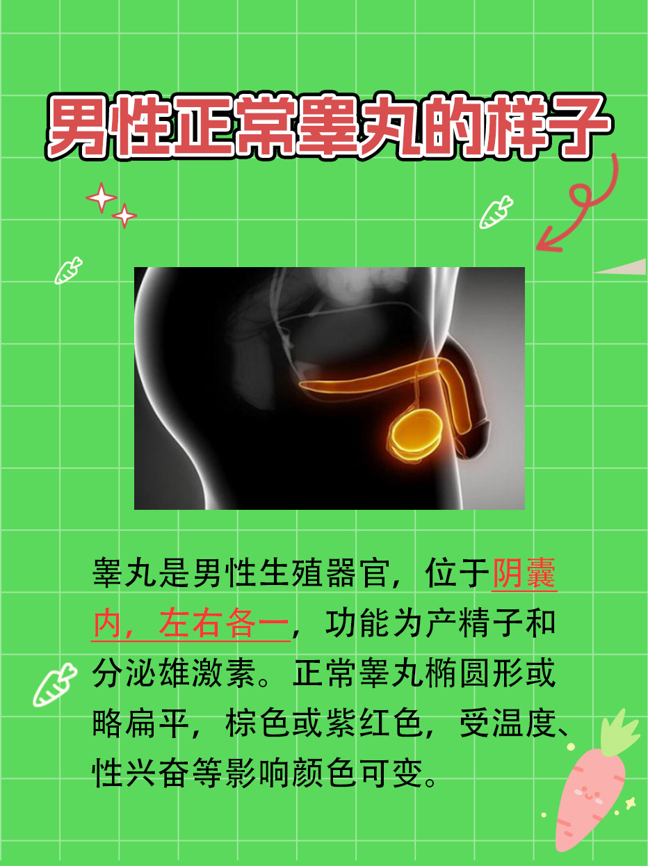 带你了解：男性正常睾丸的样子