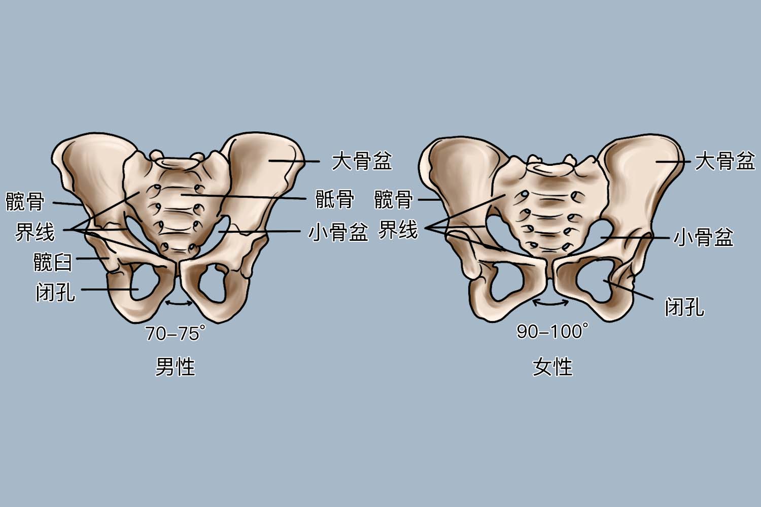 男女骨盆差异图