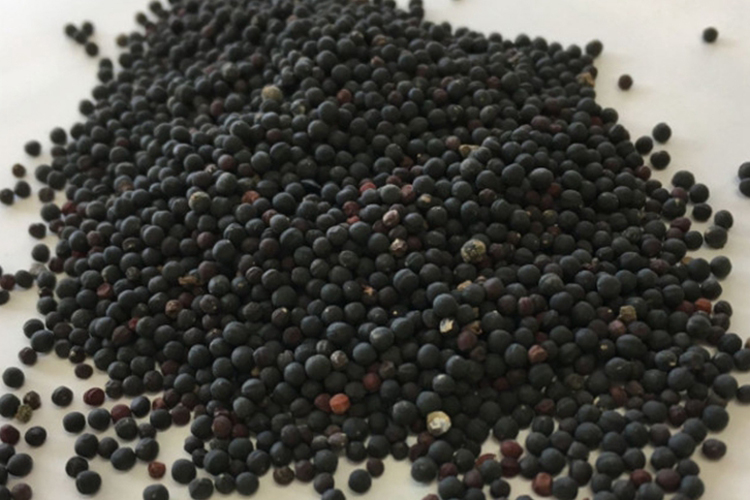 王不留行药材种子图